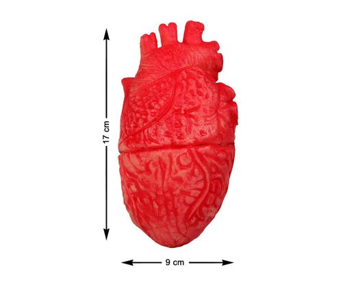 Corazon  17X9Cm Despojos Humanos
