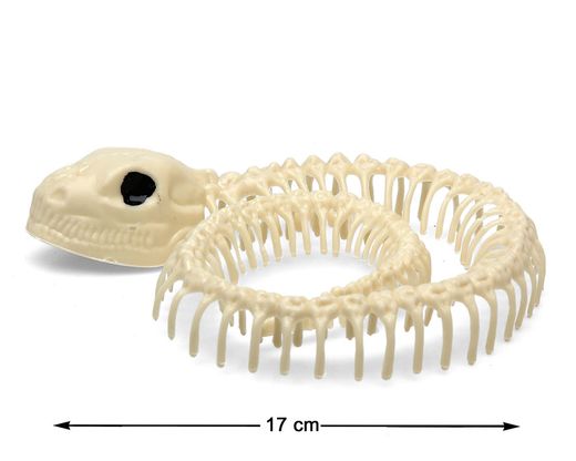 Esqueleto 17 Cm Serpiente