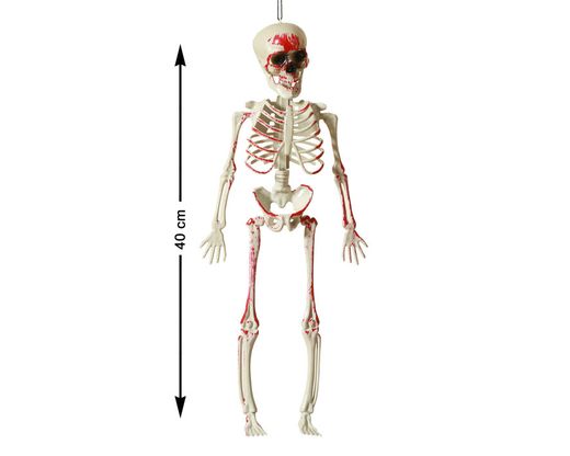 Esqueleto 40Cm